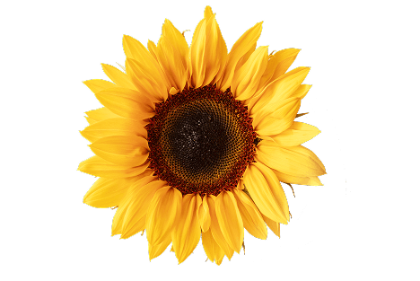 Sunflower Oil